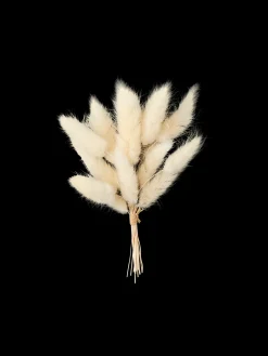 Hasenschwänzchen Zum Basteln